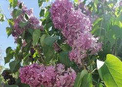 Тепло и солнечно, а потом дождь: погодная повестка для Камышина на предпраздничные дни