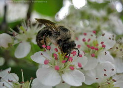 В Волгоградской области расследуют дело о краже пчел