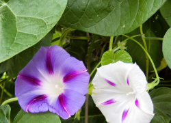 Жара и короткий слабый дождь: погода в Камышине 7 августа