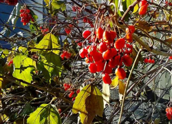 Ненасытный COVID унес еще одну жизнь камышанки