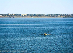 Телефонный мошенник сыграл на интересе к лодкам и лодочным моторам на пороге лета - афера "разула" камышанина почти на 300 тысяч!