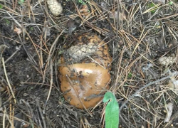 Камышане показали в соцсетях первые весенние грибы, собранные после дождей