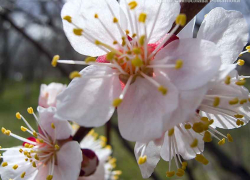 Инициативная группа камышан продвигает идею Абрикосового бульвара в городе