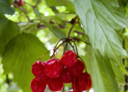 В Камышине ночами похолодает до +10-ти градусов