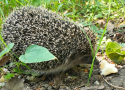 Водители, не давите ежиков! - камышанка
