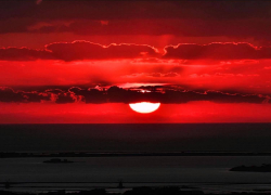 Престарелая камышанка умерла после странного, непонятного отравления