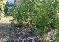 Депутаты Камышинской городской думы решили "ударить субботником" по запущенному парку Текстильщиков