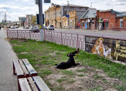 Когда же подрядчик начнет отлов бездомных собак хотя бы на центральных улицах Камышина? - камышанка