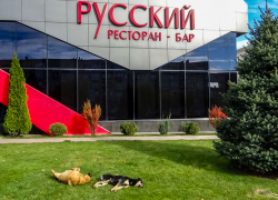 Когда у нас бездомные псы перестанут резвиться на центральных улицах? - камышанка