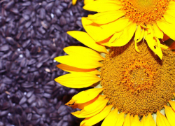 Коммерсанты сели отметить удачную сделку по семечкам подсолнечника, а закончилось все стрельбой