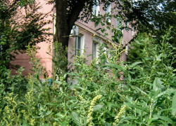 В Камышине дети скоро начнут теряться в зарослях амброзии! - камышанка