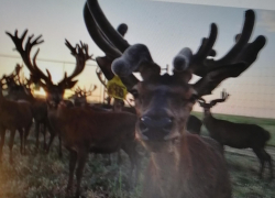 У трассы Камышин - Волгоград вышли на прогулку... беременные олени