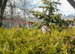 Мощный космический шторм будет досаждать метеочувствительным камышанам 10 апреля