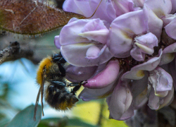 Новый акациевый питомник создали в Камышинском районе