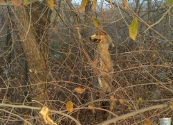 Труп повешенной собаки на дереве больше недели пугает волгоградцев, - "Блокнот Волгограда"
