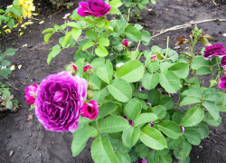 Воздух в Камышине вновь раскалится до +33-х 2 июля, есть в прогнозе и гроза