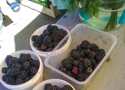 Камышане могут приступать к ежевичным пирогам