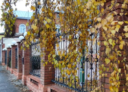 Туман, ветер, морось и "плюс": погода в Камышине 21 ноября