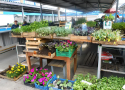 В Камышине начали продавать рассаду