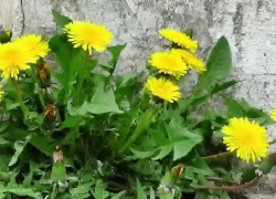 В Камышин пришли ночи на грани заморозков и прохладные дни