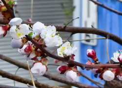 В Камышине резко похолодает после дождя, но до заморозков дело не дойдет