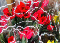 В Камышине появилась реклама предзаказа тюльпанов, цены космические