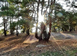 Синоптики отменили мокрый снег в Камышине 30 ноября и объявили погоду в последний день осени пригодной для прогулок (ВИДЕО)