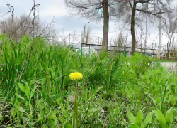 Солнечно, но с геомагнитными ударами и временами - с дождем: погода в Камышине 11 апреля