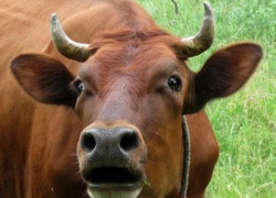 В Камышинском районе не осталось и 4 тысяч буренок