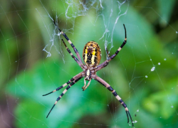 Камышане утверждают, что ядовитые членистоногие красавцы - пауки-осы широко прописались в районе бухты в Камышине, и не только