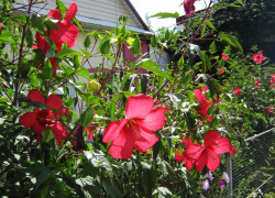 Жара немного умерила свой пыл в Камышине: погода 6 августа