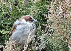 Камышанам пообещали снег сегодня, 15 февраля (ВИДЕО)