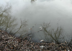 Пробы воды из реки Арчеда с мертвой рыбой шокировали экспертов