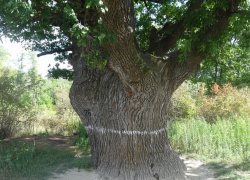 Трехвековой дуб-целитель по соседству с Камышинским районом хочет получить звание "дерева года"