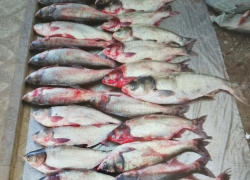 В Волгоградской области фигурантов "рыбного дела" посадили под домашний арест