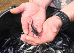В Волгоградской области рыбоводы приступили к забору икры у осетров-производителей, чтобы получить молодь и выпустить ее в Волгу