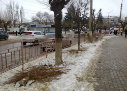 В Камышине среди зимы решили постричь деревья, чтобы надеть на них гирлянды? - камышанин