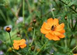 За пять дней до осени горячее лето и не думает заканчиваться в Камышине