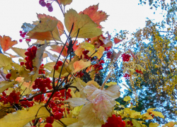 Новая волна осеннего тепла будет определять погоду в Камышине в конце недели