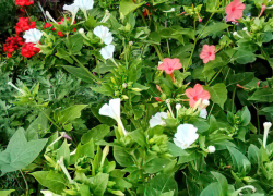 Солнце, южный ветер и жара: погода в Камышине 20 августа