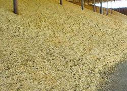 Шок: подростка насмерть засыпало тоннами пшеницы