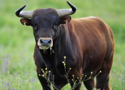 Разъяренный бык, которому не дали завершить любовь с коровой, забил до смерти пастуха