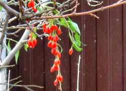 Дождь, солнце и "плюс": погода в Камышине в выходные, наступление зимы пока отменяется