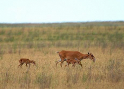 В Волгоградской области решили "протянуть руку помощи" реликтовой "золотой" антилопе - сайгаку