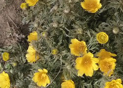 Тепло и солнечно: погода  в Камышине на выходные