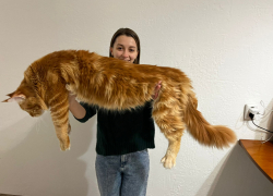 "Это что за тигр?" - молодая семья из Волгограда завела себе симпатичного кота-гиганта