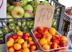 В Камышине наступил сезон алычи: цены заоблачные