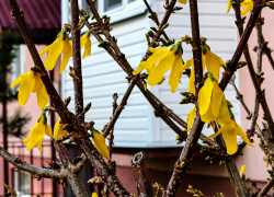 В Камышине выглянет солнце, и немного потеплеет сегодня, 15 апреля