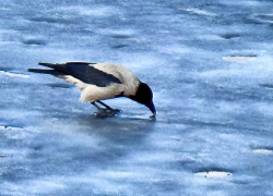 Новое потепление пришло в Камышин: погода в последний день января