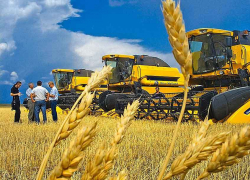 Камышане поделились архивным снимком с жатвы на землях Камышинского района и погоревали о заброшенных гектарах